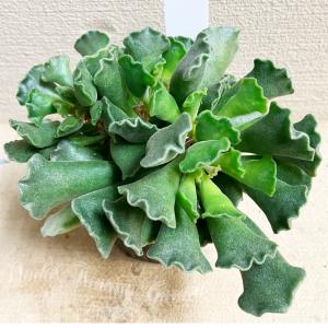 怪獣 多肉植物 苗 アドロミクス 神想曲 しんそうきょく 1鉢 3〜3.5号 お届け中 Adromischus poelnitzianus ベンケイソウ科 多肉 多肉苗 アドロミスクス