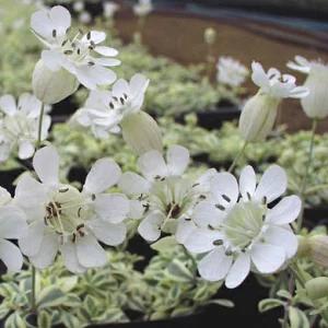 K*a様 山野草　純白　アツモリソウ　開花中　１芽　１鉢 酔白中国アツモリソウ 1芽株 : 岩崎園芸ネットストア Yahoo店 - 通販