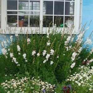 花苗 ガウラ 白花 桃色花 3〜3,5号 1鉢 2種より選択 通年販売 取置 Gaura Lindheimeri 宿根草 多年草 イング 夏 花の苗 9月 PR ハッピーガーデン HappyGarden