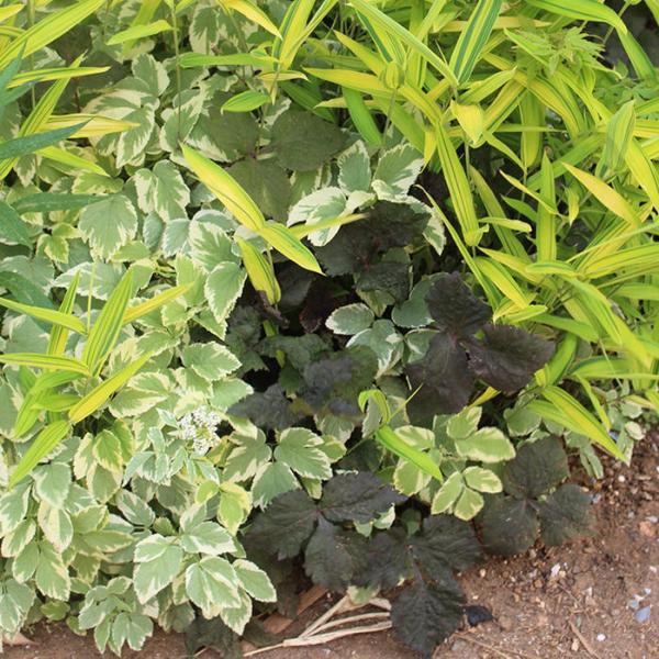 花苗 秋 多年草 宿根草 花 黒葉ミツバ 1鉢 3〜3.5号 みつば お届け中 Cryptotaen...