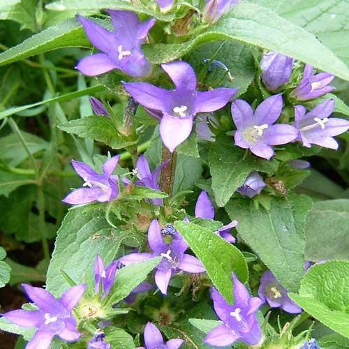 花苗 夏 カンパニュラ グロメラータ 1鉢 3〜3.5号 お届け中 Campanula glomer...