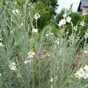 多年草 宿根草 白い花 花 ガーデニング の商品一覧 通販 Yahoo ショッピング