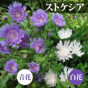花苗 夏 ストケシア 2種より選択 1鉢 3.5号 お届け中 Stokesia laevis 草丈が低中 白花 青花 苗 季節の花苗 夏苗 宿根草 秋苗 ハッピーガーデン