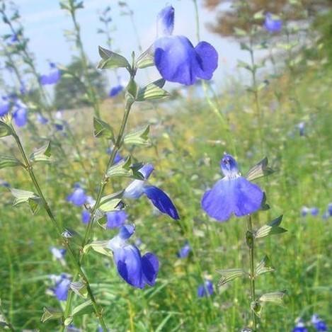 花苗 コバルトセージ 青花 1鉢 3号ロングポット お届け中 Salvia reptans 宿根草 ...