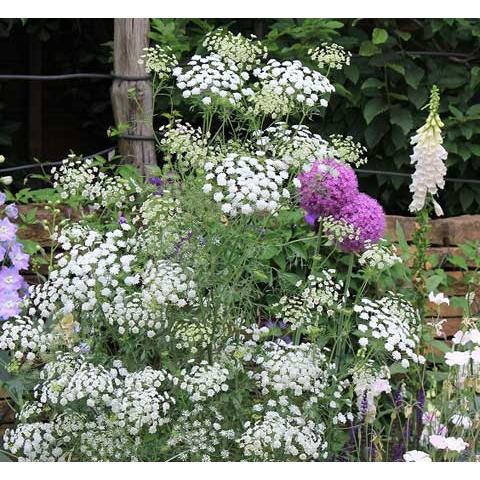 花苗 秋 アンミ グレースランド 1鉢 3〜3.5号 お届け中 Ammi greceland 花 耐...