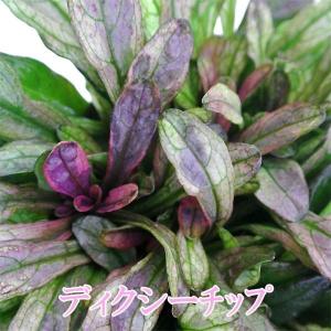 花苗 夏 秋 アジュガ ディクシーチップ 1鉢 2.5〜3号 お届け中 通年販売 Ajuga tenorii Dixie Chip 銅葉 青花 グランドカバー 多年草 シェードガーデン 日陰