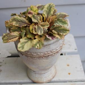 花苗 アジュガ ゴールデングロー１鉢 2.5号ロング〜3.5号 お届け中 Ajuga reptans Golden Glow 青紫花 カラーリーフ ハッピーガーデン