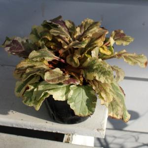 花苗 アジュガ ゴールデングロー1鉢 2.5号...の詳細画像3