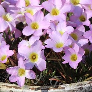 花苗 秋咲き オキザリス ペンタローズ 1鉢 お届け中 Oxalis 花苗 宿根草 花壇 鉢植え 庭植え 寄せ植え ガーデニング 〜花が楽しめ 2024aki｜happy-garden