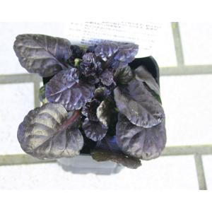 花苗 アジュガ ブラックスカロップ 1鉢 2.5...の商品画像