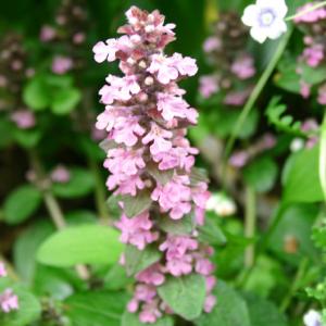 花苗 アジュガ・ピンクシェル 1鉢 2.5〜3号 お取り寄せ 通年販売 Ajyuga Pink Sh...