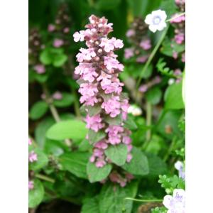 花苗 アジュガ・ピンクシェル 1鉢 2.5〜3...の詳細画像1