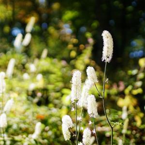 夏の花 宿根草 の商品一覧 通販 Yahoo ショッピング