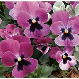 花苗 秋 冬 よく咲くスミレ ラズベリー 2鉢セットお届け中 Pansy 一年草 イングリッシュガー...