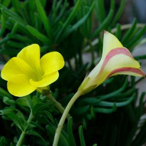 小球根　植えっぱなし 秋咲き オキザリス ゴールドアイランド 5球セット お届け中 メール便対応 Oxalis 宿根草 花壇 鉢植え 庭植え 2026BU mail