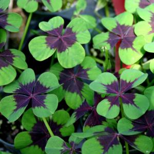 オキザリスの花の商品一覧 通販 Yahoo ショッピング