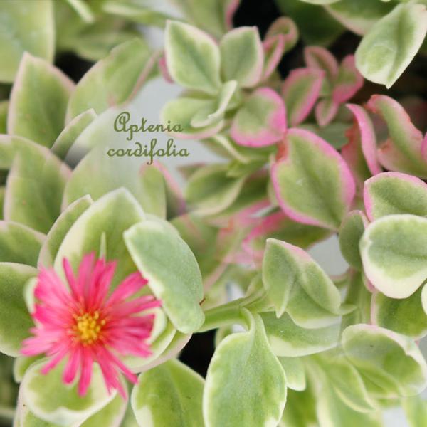 花苗 ベビーサンローズ 1鉢 3〜3.5号 ベイビーサンローズ お取り寄せ Aptenia cord...