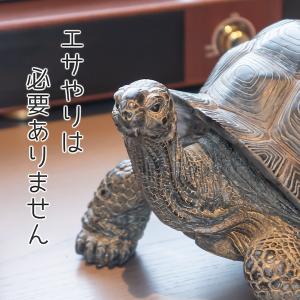 亀 置物 ガーデニング 雑貨 ガーデン オーナ...の詳細画像5