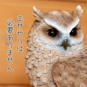 フクロウ 置物 ガーデニング 雑貨 ガーデン ...の詳細画像5