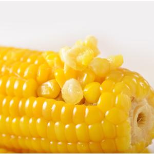 黄モチとうもろこし 調理済み 静安黄糯玉米 1...の詳細画像1