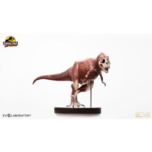 【前金制/代引き注文不可商品】ジュラシック・パーク　1/12スケールマケット　ティラノサウルス・レックス　アナトミー【予約】｜hari-kore