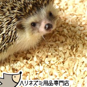 ハリネズミさま専用 限定販売】リサ・ラーソンの「金のはりねずみ3兄弟」のご予約が