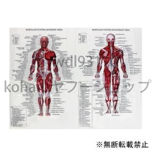 人体筋肉図 ポスターの商品一覧 通販 Yahoo ショッピング