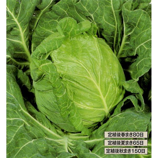 【サカタ】野菜タネ キャベツ種 金系201号（2000粒）絵袋