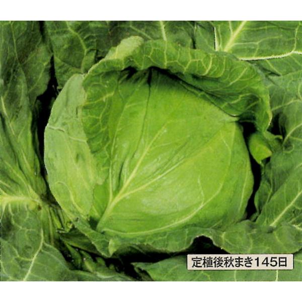【サカタ】野菜タネ キャベツ種 来陽（20ml）絵袋