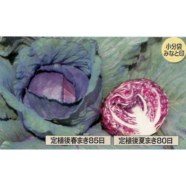 【サカタ】野菜タネ キャベツ種 赤キャベツ レッドルーキー（20ml）絵袋