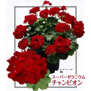 【順次発送中♪】スーパーゼラニウム チャンピオン...の商品画像