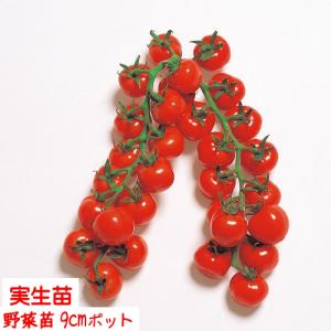 【4月中〜下旬より発送開始予定♪】ミニトマト 赤ちゃんほっぺ（CFプチぷよ） 3号【１株】9cmポット野菜苗 家庭菜園 花壇 ガーデニング