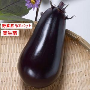 【4月中旬より発送開始予定♪】なす とろとろステーキなす 3号【１株】9cmポット野菜苗 家庭菜園 花壇 ガーデニング