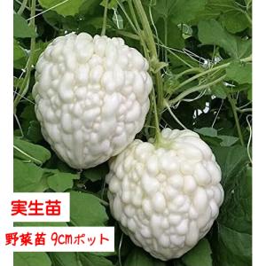 【5月中旬より発送開始予定♪】白ゴーヤ パールゴーヤ  3号【１株】9cmポット野菜苗 家庭菜園 花壇 ガーデニング｜haru-flower-garden