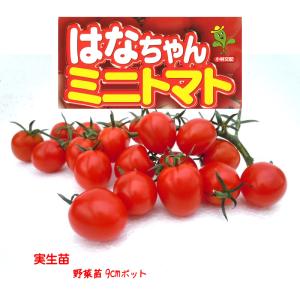 【4月中〜下旬より発送開始予定♪】ミニトマト はなちゃん 3号【１株】9cmポット野菜苗 家庭菜園 花壇 ガーデニング