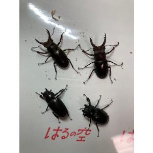 アマミミヤマクワガタ♂４０〜４１mm２匹×♀フリーサイズ２匹　計４匹　油井岳