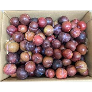 奄美大島　すもも　プラム　約5kg　加工用　ご家庭用　ご家庭用　Mサイズ（小玉）混合【訳あり不揃い傷あり】【送料無料】【北海道、東北、沖縄＋500円】  :amamisumomoc5:奄美の黒糖焼酎はるやま酒店 - 通販 - Yahoo!ショッピング