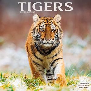 Tigers Calendar 2024 Square Wildlife Safari Big Cats Wall Calendar - 16 Month【並行輸入品】｜has-international