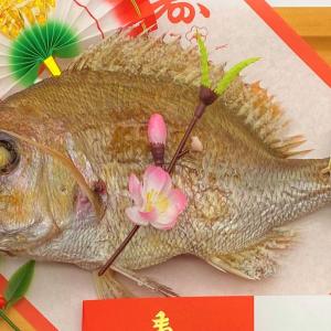 【鯛飾り(梅)】お食い初め 祝い鯛 鯛 お祝い...の詳細画像2