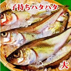 子持ち ハタハタ 大 500g 6 7尾 生冷凍 東北 山形県産 天然 旬 ぶりこ ブリコ メス 鮮魚 はたはた 鰰 Hatahata6 7 500 長谷川鮮魚 通販 Yahoo ショッピング
