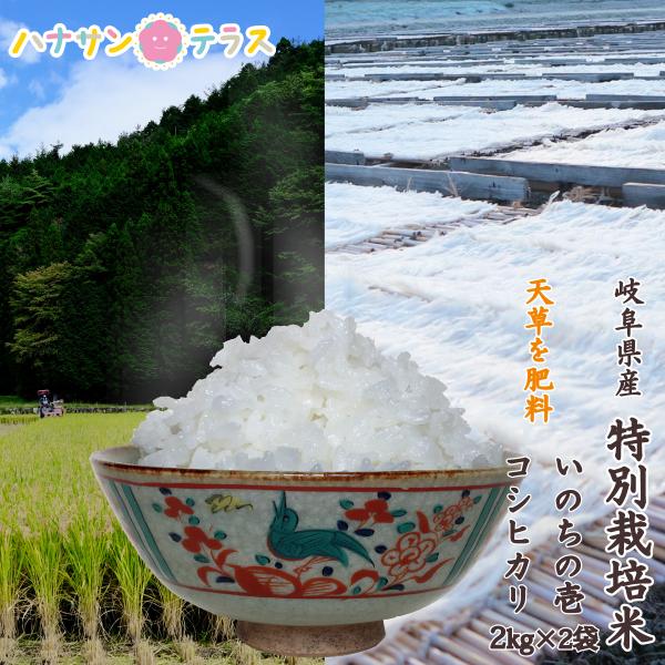 【新米】令和7年産 米 2kg 2キロ × 2種類 4kg いのちの壱 コシヒカリ 白米 精米 海藻...