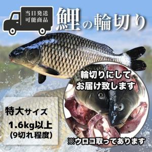 鯉の輪切り 特大サイズ 1匹 厚さ選択可 活鯉時1.6kg以上 食用鯉 切り身 コイ こい 販売 鯉こく用 煮物用 うま煮用 紅焼鯉魚