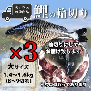 鯉の輪切り 大サイズ 3匹 厚さ選択可 活鯉時1.4〜1.6kg 食用鯉 切り身 コイ 販売 鯉こく用 煮付け用 13時まで当日出荷｜hasumifoods