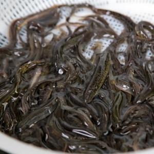 ドジョウ どじょう 天然 国産 群馬県産 地物...の詳細画像3