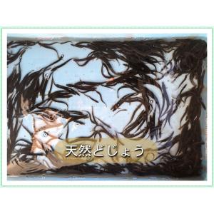 ドジョウ どじょう 天然 国産 群馬県産 地物...の詳細画像4