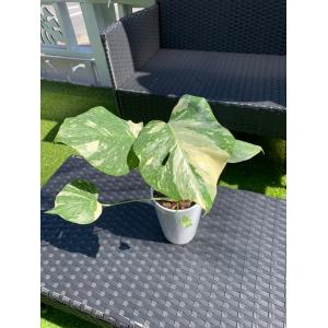 ハワイ 観葉植物 モンステラの商品一覧 通販 Yahoo ショッピング