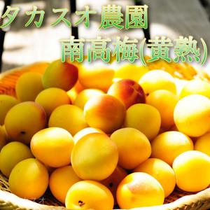 【送料無料】 紀州 南高梅 黄熟 大粒・新鮮な南高梅 ほんのり赤く化粧した美人な梅  (約３キロ)６月中旬以降より先着順で発送 梅干し用 梅仕事