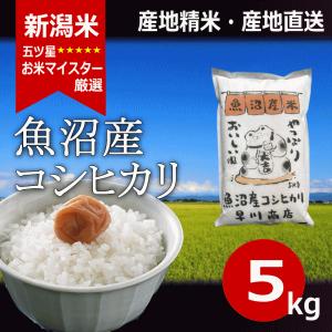コシヒカリ 5kg 新潟県産コシヒカリ 棚田米 山古志 送料無料 令和6年産
