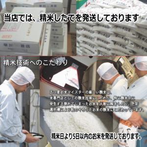 魚沼産コシヒカリ 10kg 5kg×2袋 令和7年産の詳細画像1
