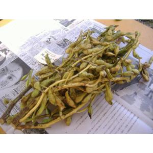 完熟丹波黒枝豆枝付き2キロ束　本州　北海道沖縄県へは+1000円でお送りいたします。